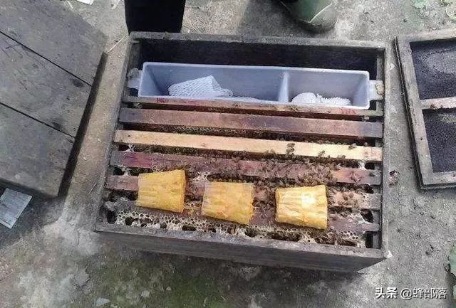 冬天喂白糖蜜蜂会打架是什么原因,蜜蜂在冬天温度最低能承受多少度