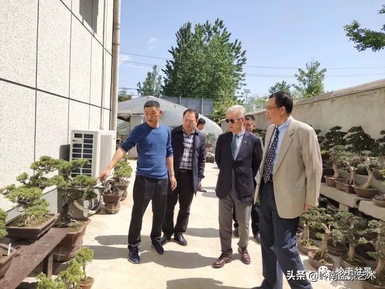 盆景产业的前景,我的盆景创业之路