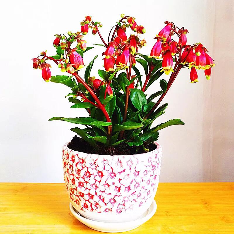 宫灯长寿花重瓣,小宫灯长寿花精品