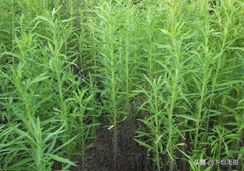 常见却容易忽视的植物,我想看什么植物能治头疼