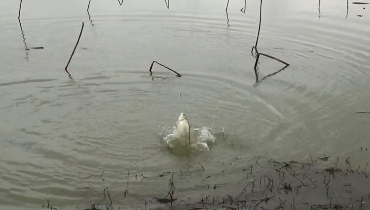 钓鱼如何化解鱼情问题,钓鱼钓的鱼获一般怎么处理
