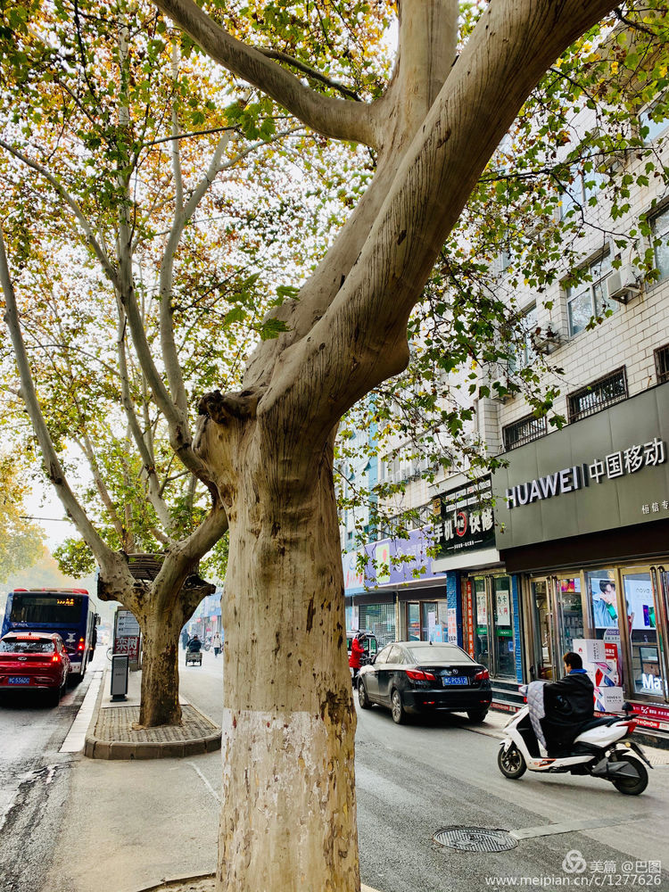 手机拍洛阳,涧西牡丹广场老照片