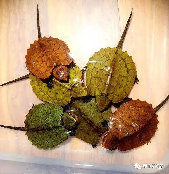 龟的发色,龟发色的本质