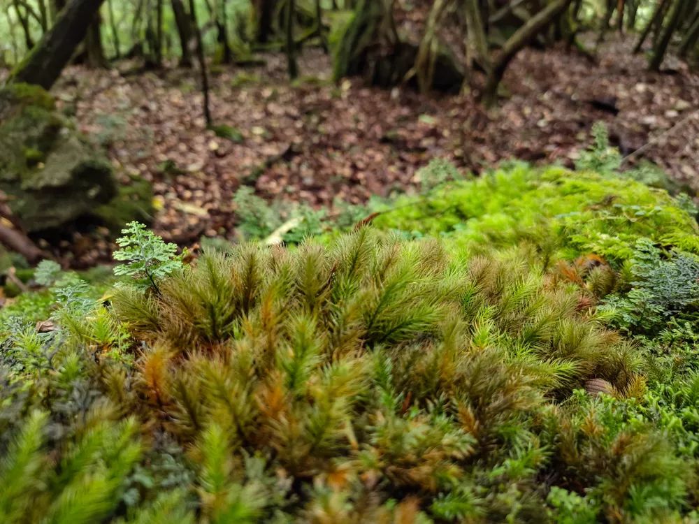 vivonex3和vivonex3s,vivonex3和vivonex3s区别