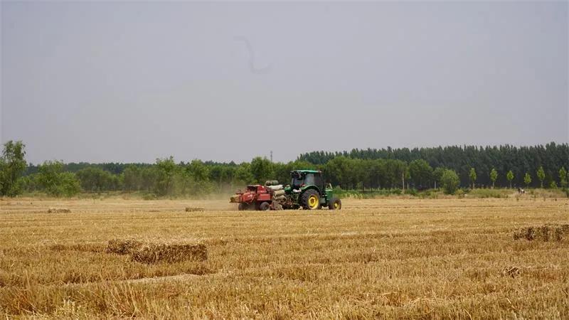 陕西渭南大荔麦秸秆,蒲城麦秸秆