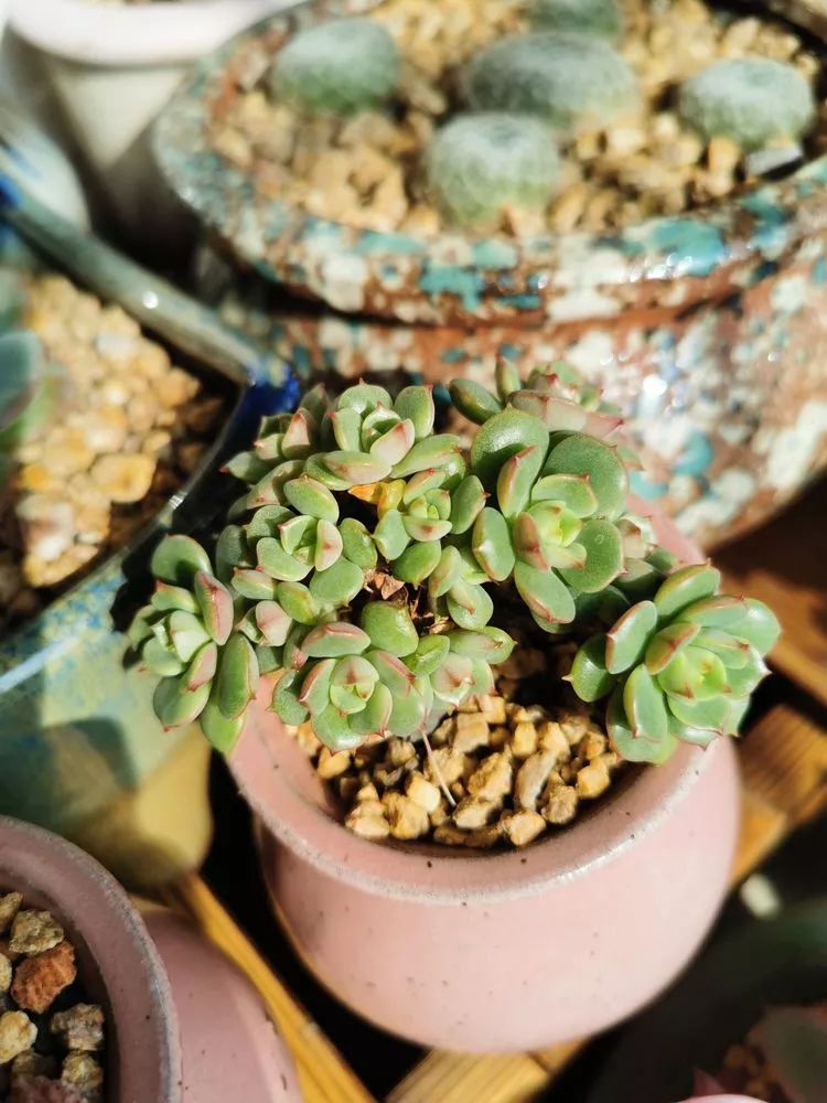 适合北方阳台党养的多肉,适合养在北阳台的多肉