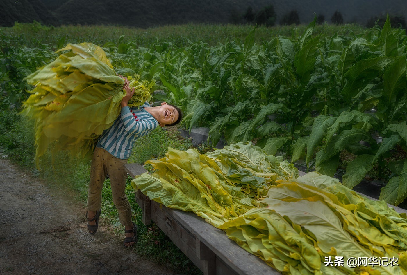 怎么样烘烤烟叶视频,怎样烘烤中部烟叶