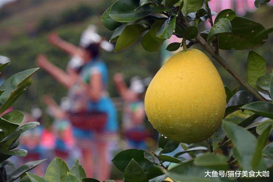 哪些地方的柚子最好吃,中国哪里的柚子最出名