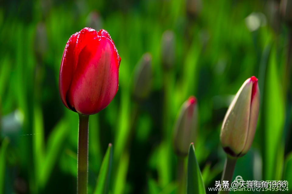 郁金香花语可以送给女朋友吗,郁金香花语的诗句