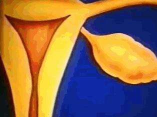 女性体内的神秘“暗线”:竟能支配月经