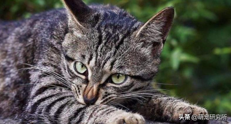 田园猫被抛弃会有什么后果,为什么越来越多人喜欢田园猫