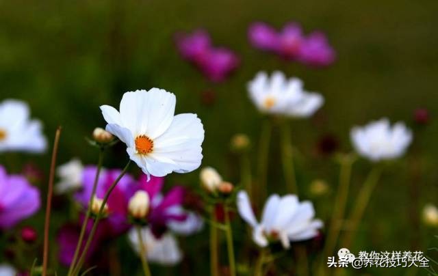 养花必备四种调料,养花最好的4种料