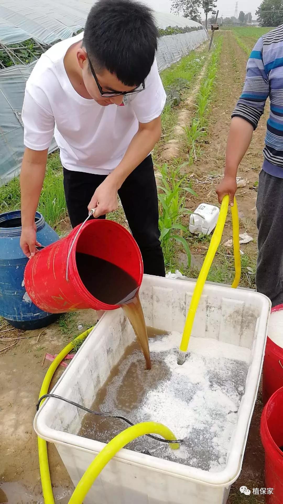 枯草芽孢杆菌的作用及功效农业,枯草芽孢杆菌的用途与用法