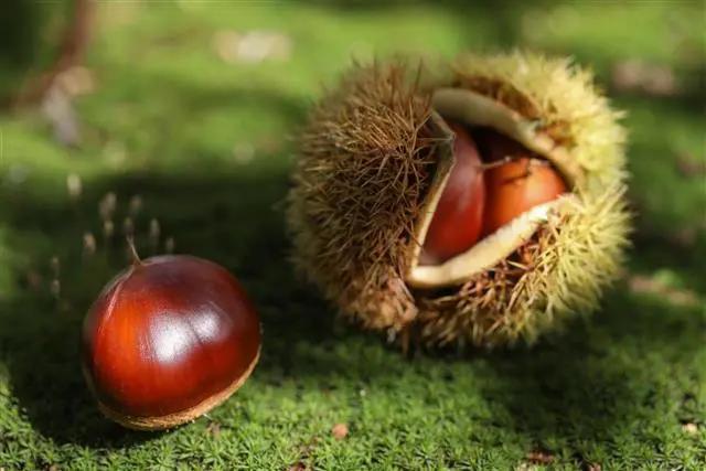 罗田振兴板栗产业,罗田板栗种植业