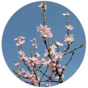 全部金木水火土五行五系植物介绍,五种植物代表五行