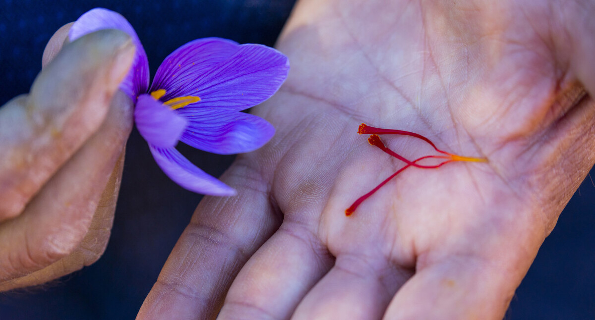 藏红花为什么泡出金黄色,藏红花为什么泡水是金黄色