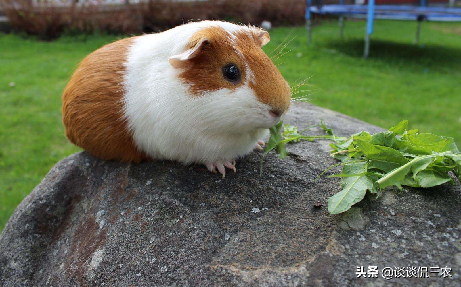 一个月繁殖一次的宠物,一个月生一窝的兔子