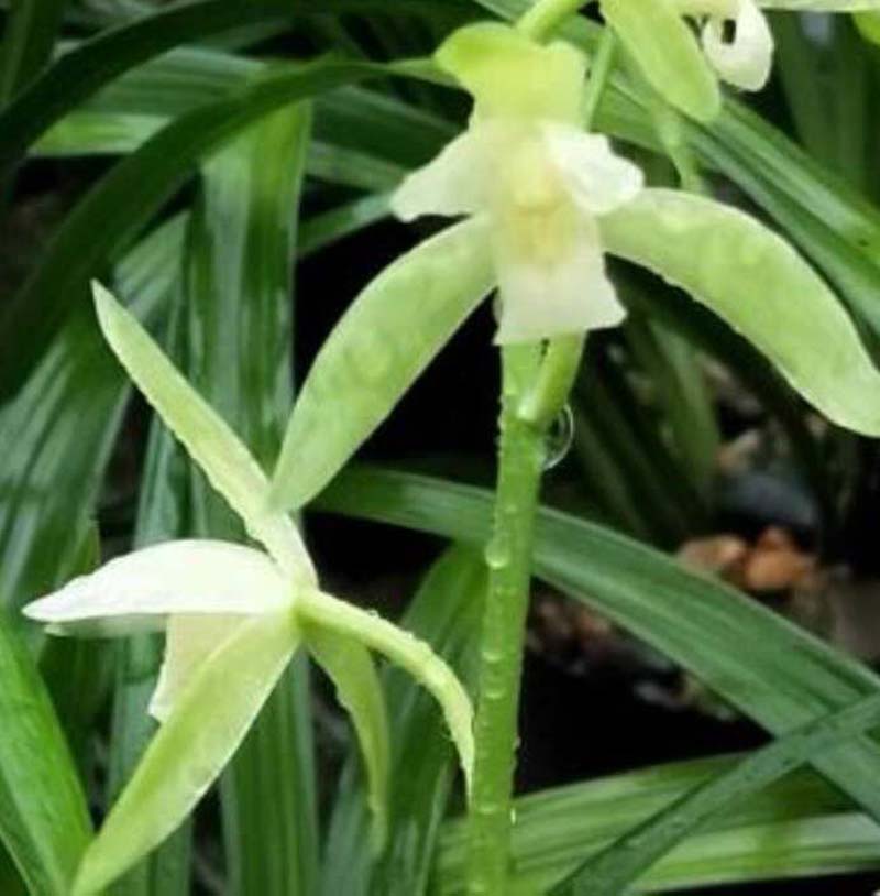 养兰花湿度和温度产生矛盾怎么办,小妙招解决兰花浇水大难题