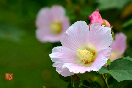 红楼梦群芳夜宴花语,红楼梦花语解读