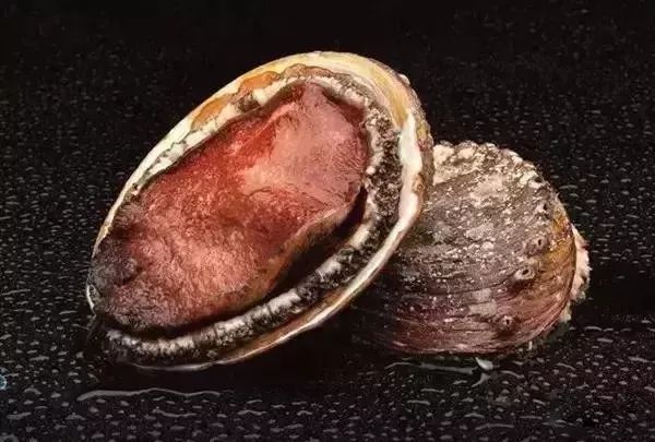 世界顶级鲍鱼菜图片,世界鲍鱼体型十大排行榜