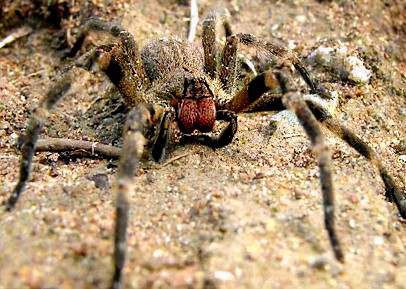 一只蜘蛛让学校停课,一只蜘蛛跑进教室学生的反应