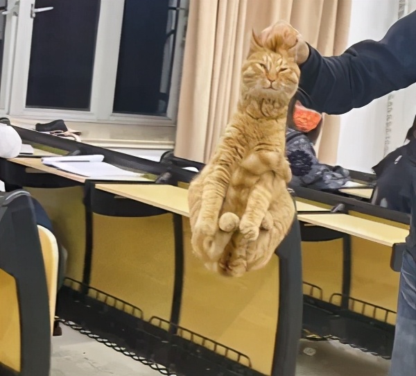 一到毕业季,我们大学的校猫就疯了哈哈哈