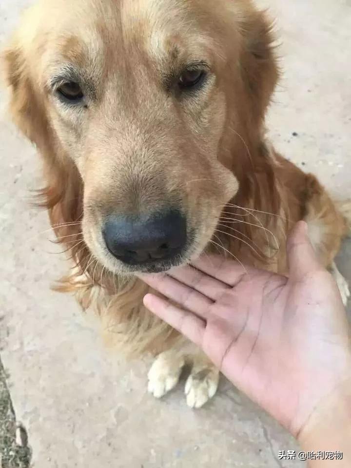 金毛到底有多聪明,金毛聪明排名第几