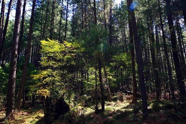 林芝属于藏南地区吗,西藏林芝为什么被称为西藏江南