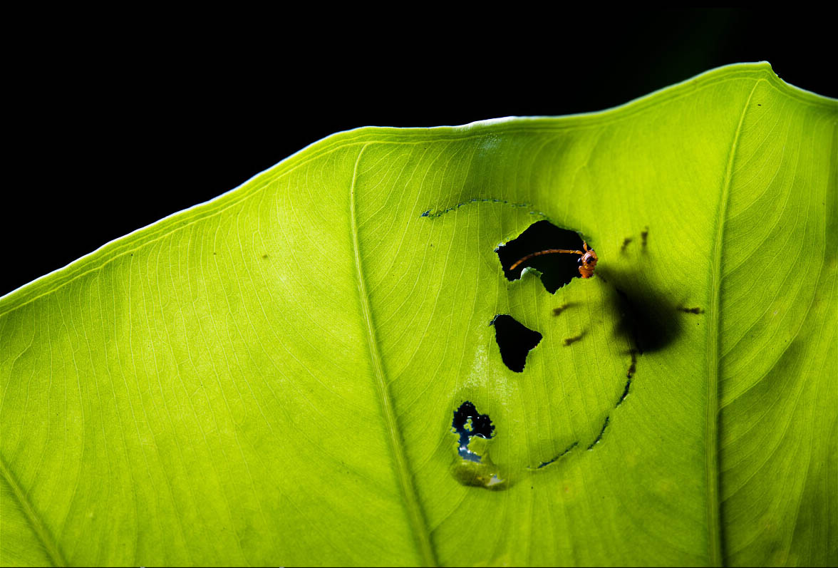 海芋与叶甲,海芋和阿波银叶甲