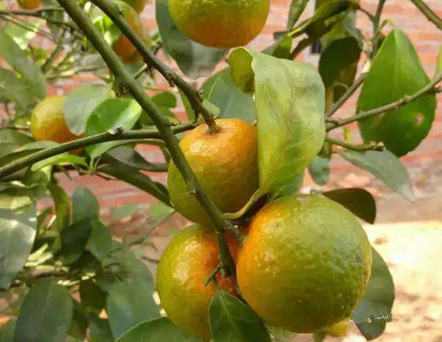 柑橘黄龙病怎样识别,柑橘黄龙病最新防治