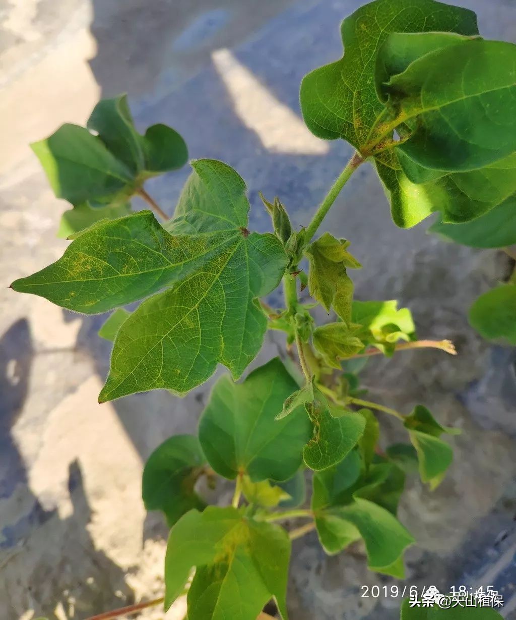 病虫害防治综述,病虫灾害防治