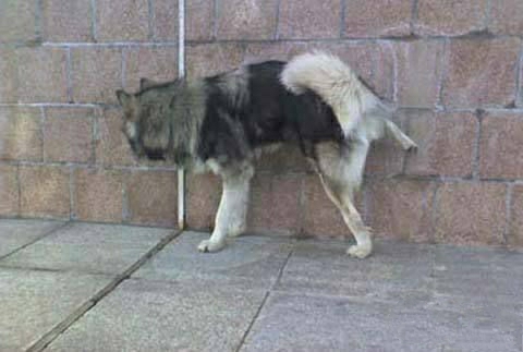 熊猫杯韩国球员脚踩奖杯,熊猫杯韩国国青