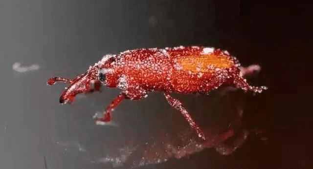 米虫是种什么,米虫从哪里来的视频