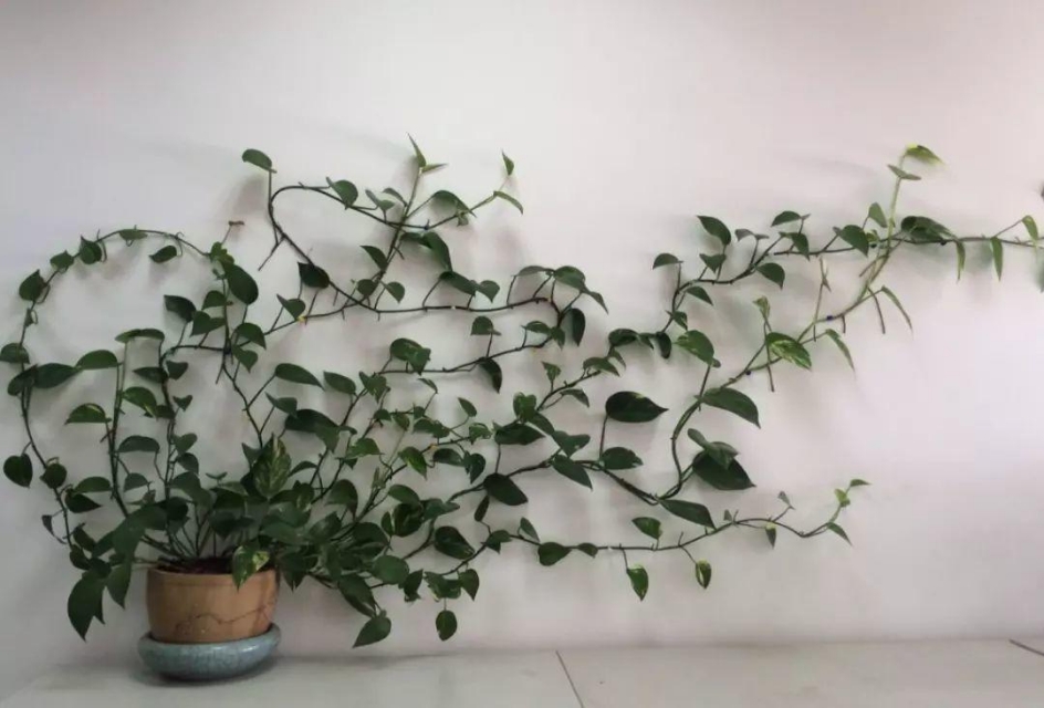 绿萝室内养殖方法和技巧,家庭养绿萝技巧与禁忌有哪些