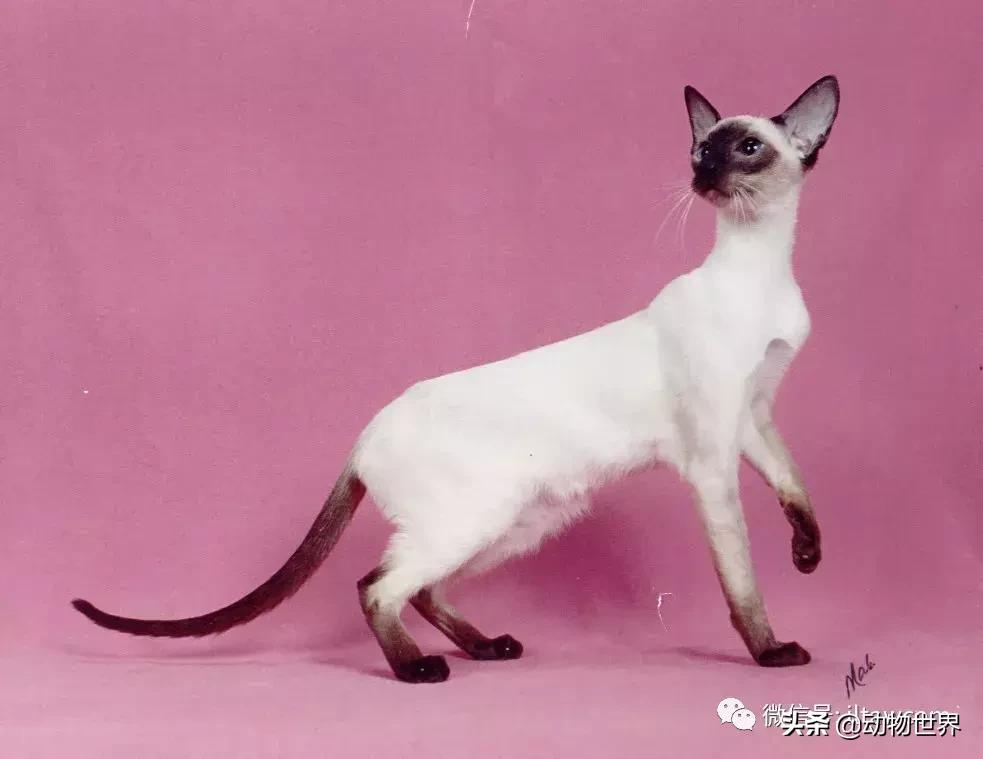 东方的“月亮钻石”-暹罗猫