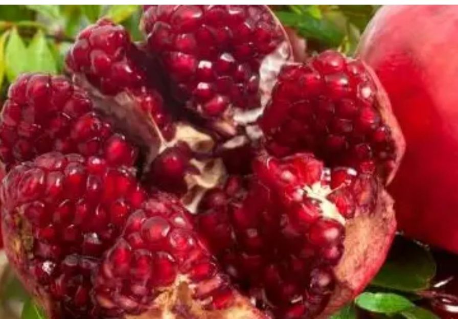 什么树是吉祥树,什么树寓意好又好养活