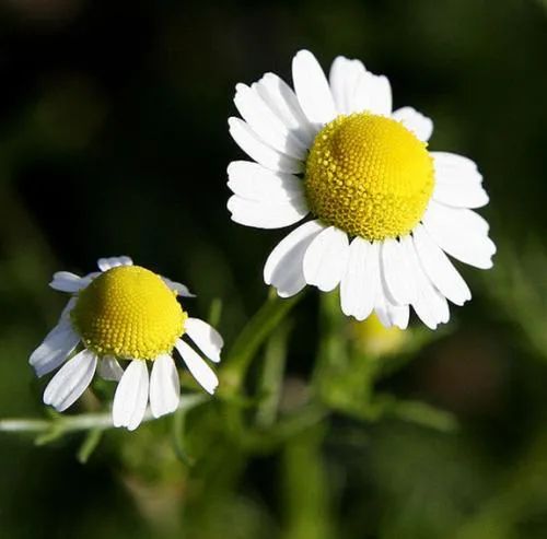 饱和纯露和不饱和纯露有什么区别,饱和玫瑰精油纯露