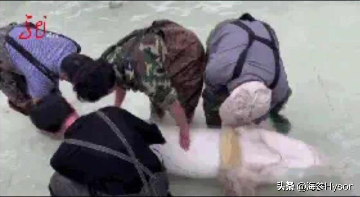 恐龙大灭绝的幸存者是什么恐龙,世界上的恐龙和鲨鱼有没有灭绝