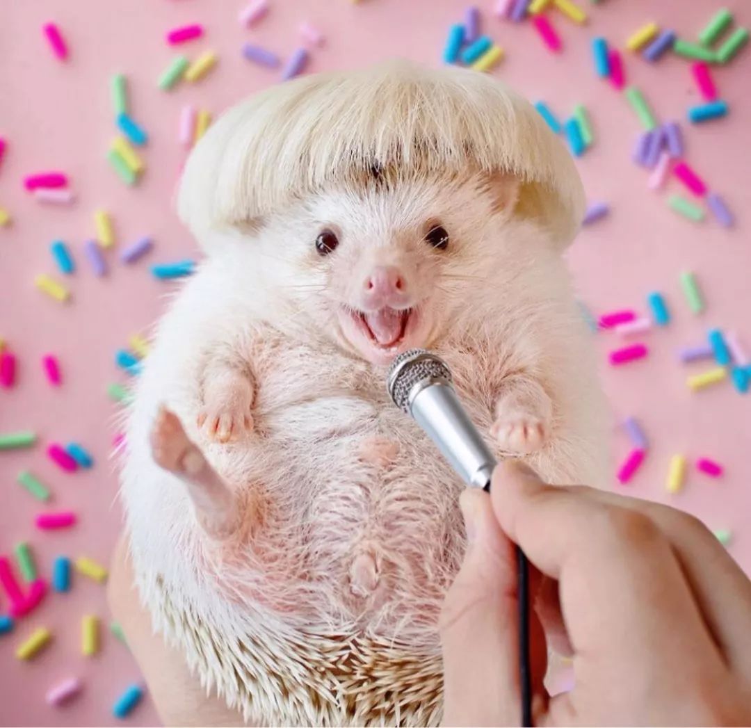 养一只戏精宠物是什么体验,养了一只小狐狸是什么体验