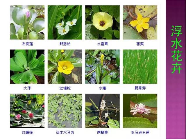 花卉大全500种观叶植物名称,1332种常见花卉植物图谱