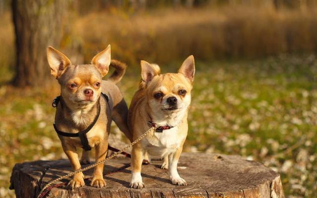 吉娃娃补钙哪个牌子好,铲屎官遇到危险狗狗的反应