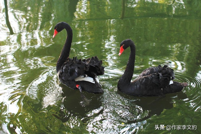 北京作家肥猪满圈最新视频,北京作家肥猪满圈