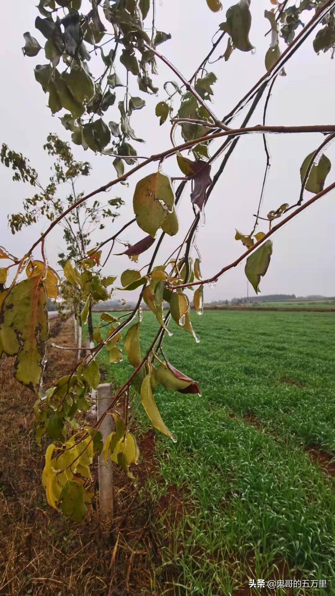 鬼哥的五万里D118骑记：云南，未来可期,泸西县-罗平县