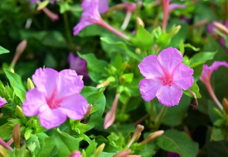 紫茉莉花种子怎么长出来,紫茉莉花的观赏特性