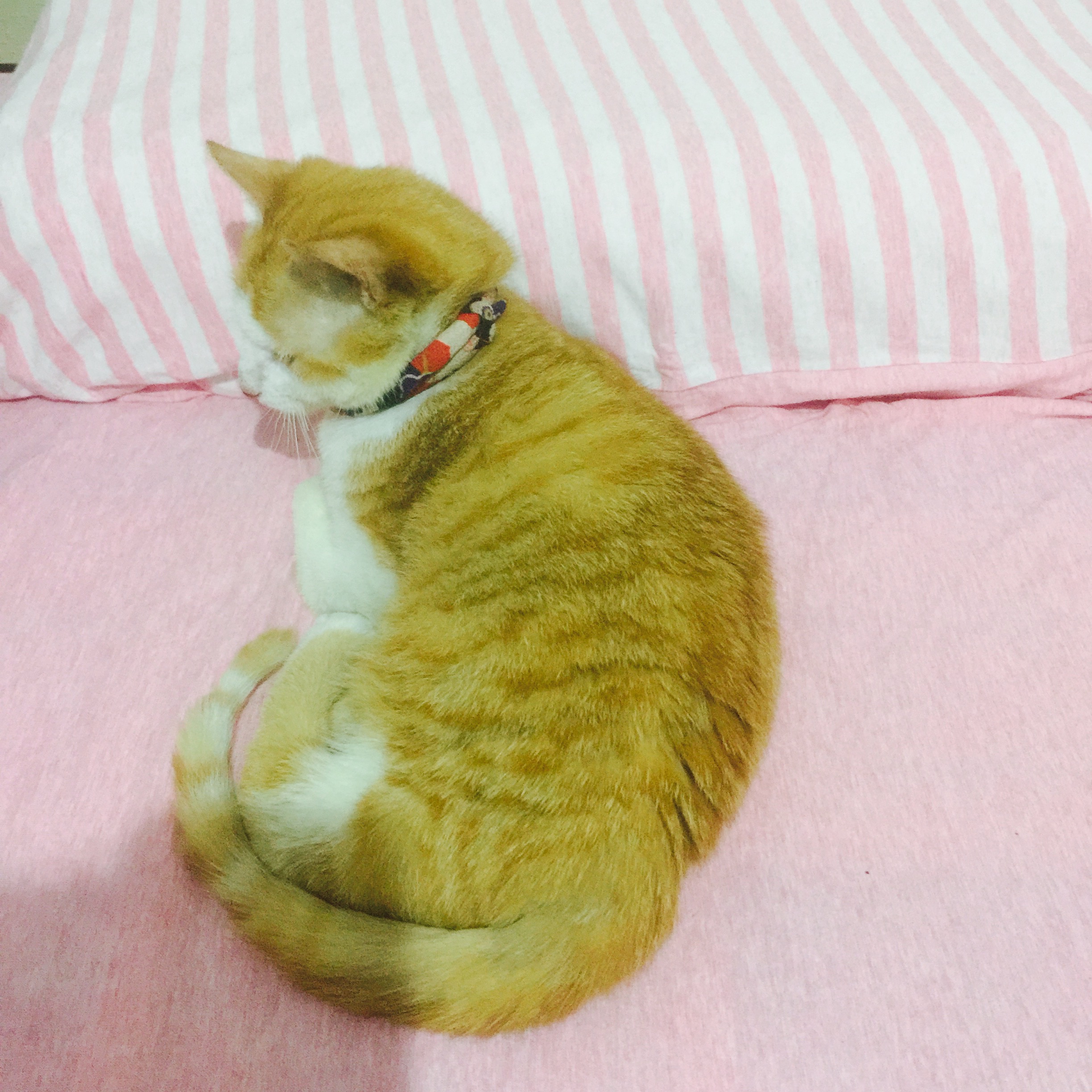 养一只四肢残疾的小猫是种什么经验?