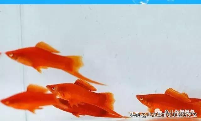 漂亮极了的十三种观赏鱼,漂亮的热带鱼观赏鱼有哪些