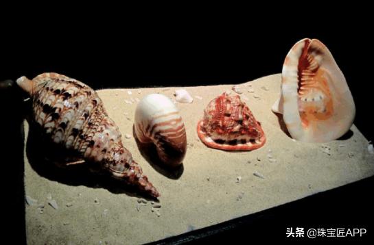 贝壳手工珠宝首饰,贝壳类珠宝首饰