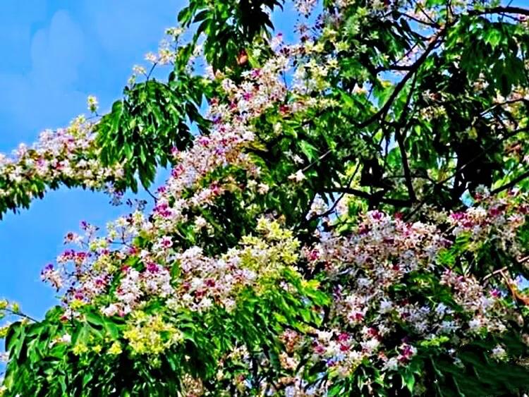 苦楝花盛开香气怡人,苦楝花的香气怎样形容