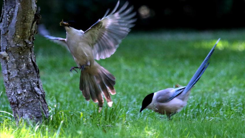 东江揽胜,惠州淡水常见鸟类图谱
