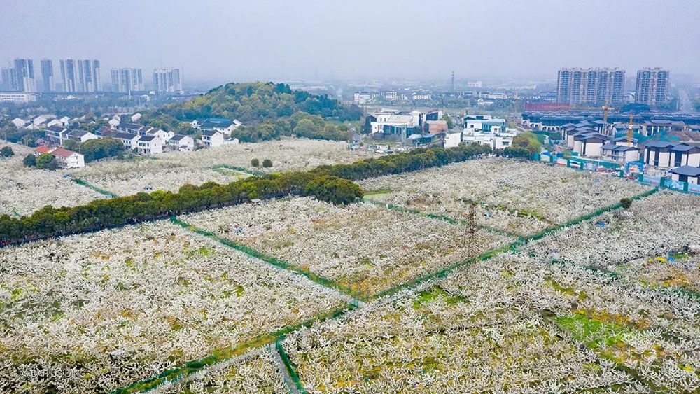 苏州赏花推荐景点有哪些,苏州赏花踏青攻略